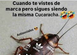 Enlace a Cucaracha de marca