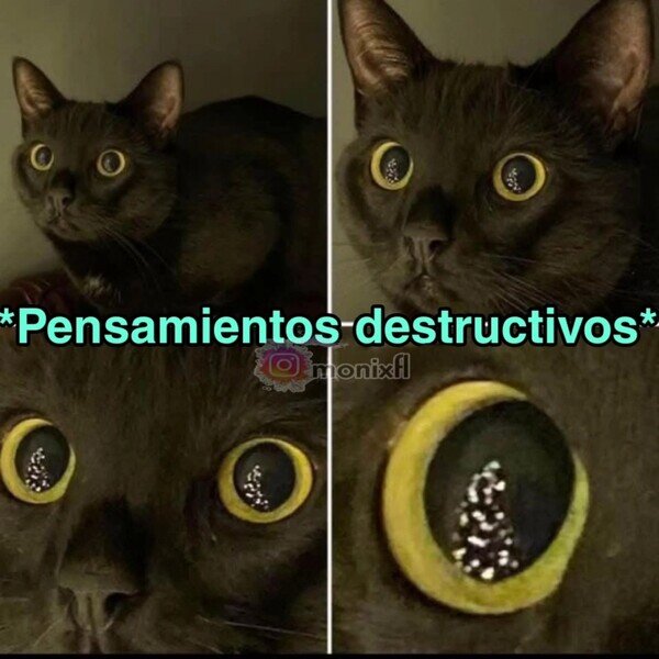 Meme_otros - Gatos cuando ven el árbol