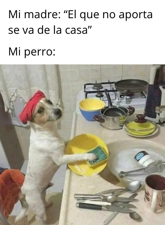 casa,aportar,perro,tareas,fregar