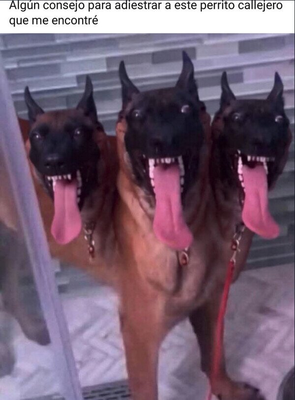 Meme_otros - Un cancerbero monísimo