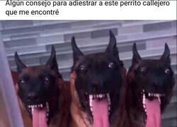 Enlace a Un cancerbero monísimo