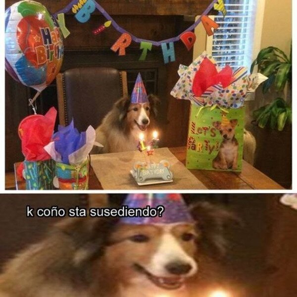 Meme_otros - El Firulais no sabe que es un cumpleaños