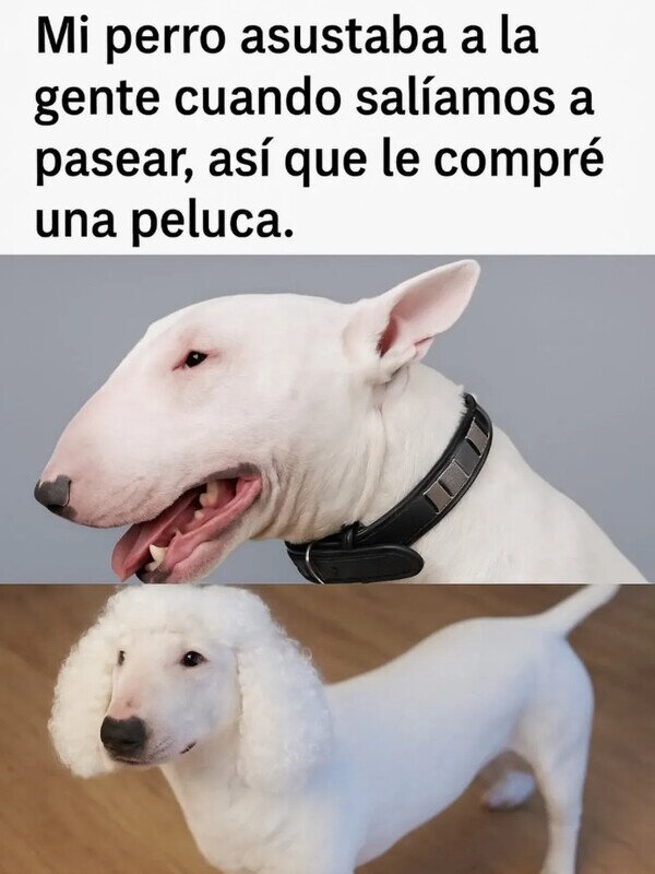 Meme_otros - Quedó mucho más adorable