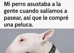 Enlace a Quedó mucho más adorable