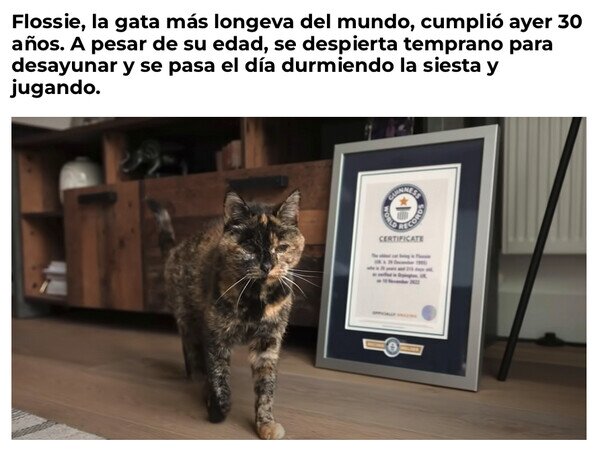 Otros - Flossie, la gata más vieja del mundo