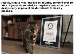 Enlace a Flossie, la gata más vieja del mundo