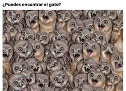 Enlace a Aquí hay gato escondido