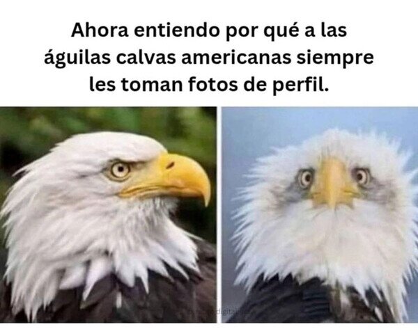 Meme_otros - De cara pierden majestuosidad