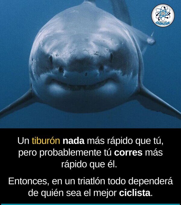 Otros - ¿Podrías ganar a un tiburón?