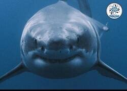 Enlace a ¿Podrías ganar a un tiburón?