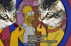 Enlace a Mi gato no me dice a dónde va