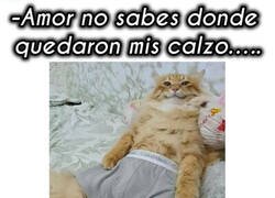 Enlace a A él le quedan mejor