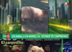 Enlace a Los carpinchos llegaron primero