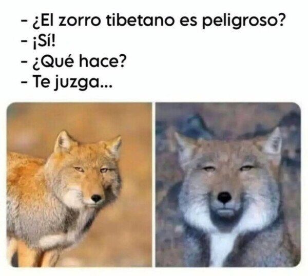 Meme_otros - El juicio del zorro tibetano