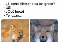 Enlace a El juicio del zorro tibetano