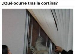 Enlace a ¡Sorpresa!