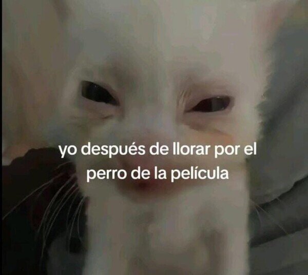 Meme_otros - Empatizo demasiado