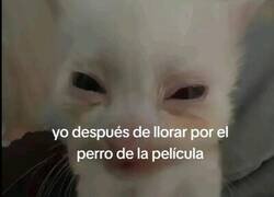 Enlace a Empatizo demasiado