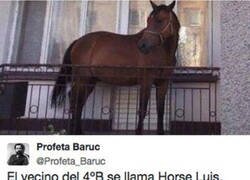 Enlace a Mi vecino Horse