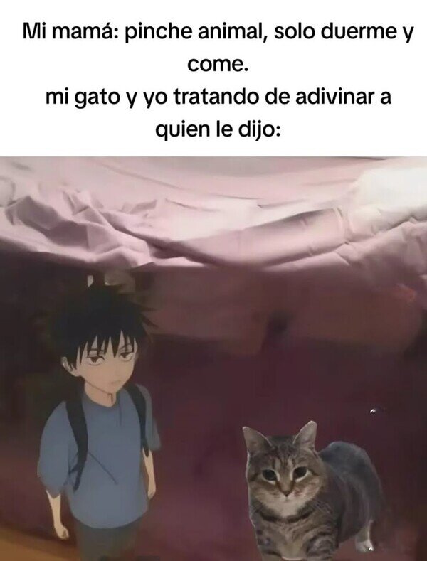 Meme_otros - Pinche animal, solo duerme y come