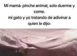 Enlace a Pinche animal, solo duerme y come