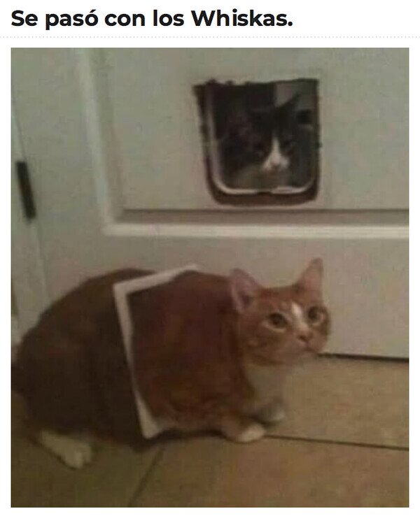 Meme_otros - La gatera ya no es de su talla