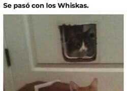 Enlace a La gatera ya no es de su talla