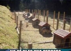Enlace a Una perrera extraña