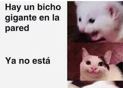 Enlace a ¿Dónde ha ido?