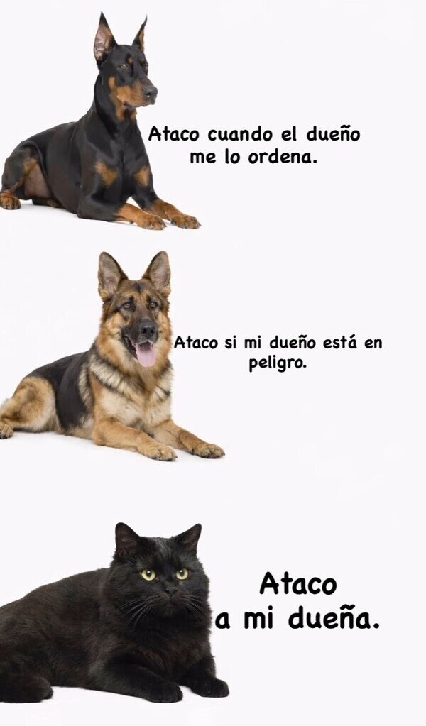 Meme_otros - Así defienden estas mascotas