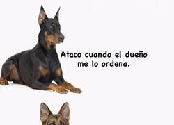 Enlace a Así defienden estas mascotas