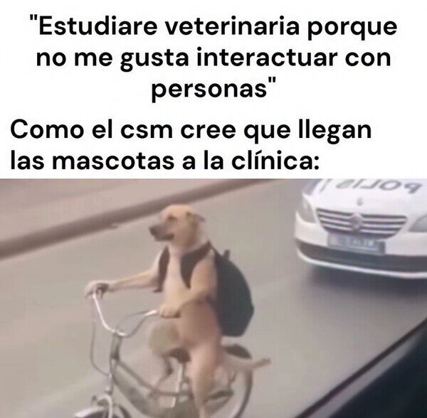 Meme_otros - Veterinario para evitar la interacción humana