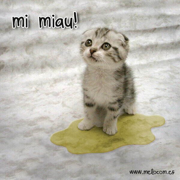 gatos,mear,miau