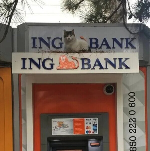 Meme_otros - El Misifú no puede estar mejor colocado