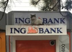 Enlace a El Misifú no puede estar mejor colocado