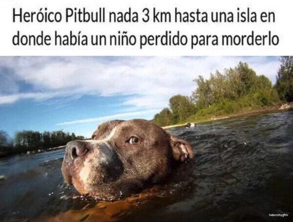 Otros - Héroe de cuatro patas