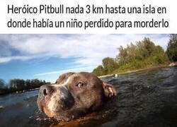 Enlace a Héroe de cuatro patas