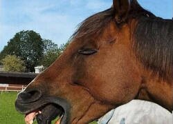 Enlace a El caballo alien