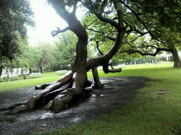 Meme_otros - Y así es como nacen los árboles