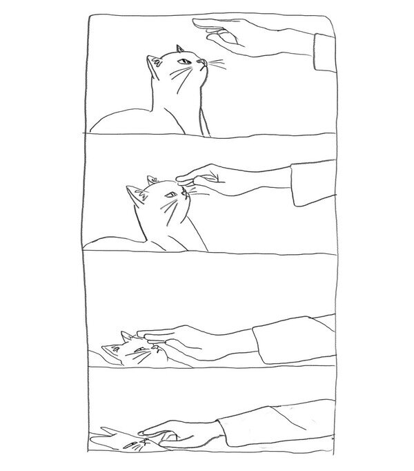 Otros - Cuando intentas acariciar a un gato