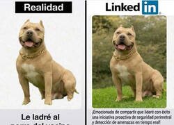Enlace a Si los perros tuvieran LinkedIn