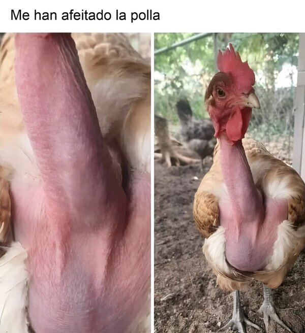 Meme_otros - El pollo y la...