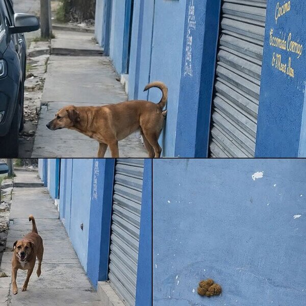 perro,pared,caca,arte