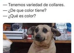 Enlace a Firulais, el tendero