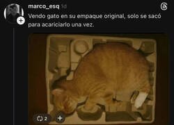 Enlace a Se vende gato semi nuevo