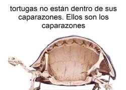 Enlace a Decepciones de la infancia