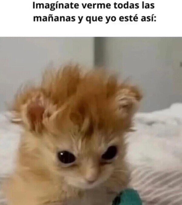 Meme_otros - Te enamorarás más y más