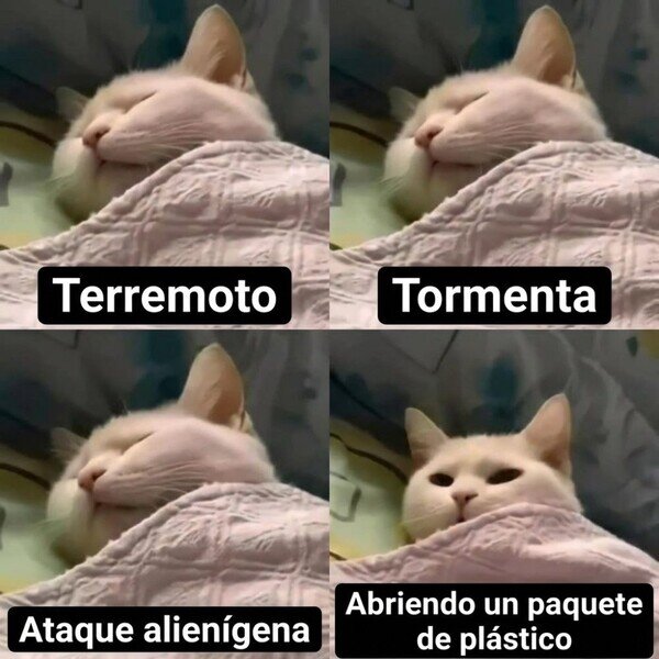 Otros - Lo que hace despertar a mi gato