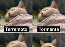 Enlace a Lo que hace despertar a mi gato