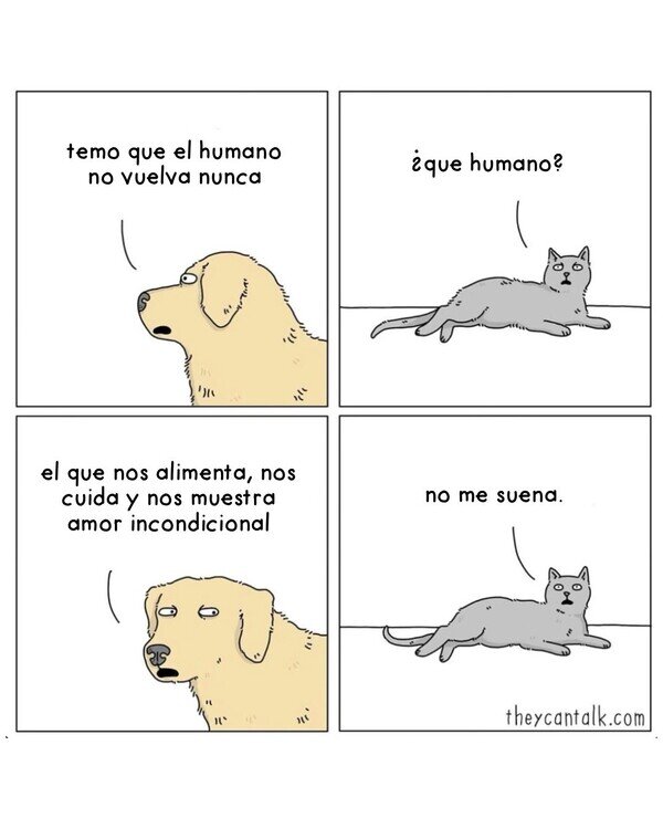 perro,gato,mascota,volver,humano